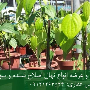 خرید نهال فلفل سیاه دیرگل گلدانی + نهال سالم و باکیفیت