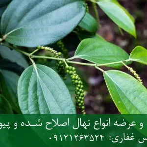 خرید نهال فلفل سیاه شناسنامه دار + نهال سالم و پربار