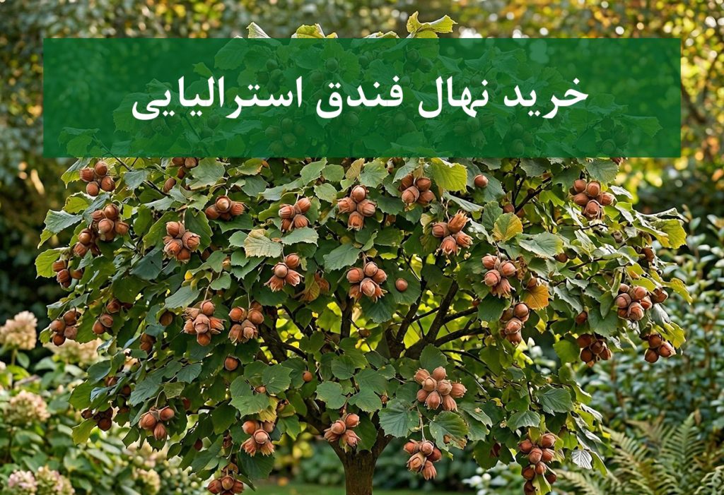 خرید نهال فندق استرالیایی + نهال سالم و پربار