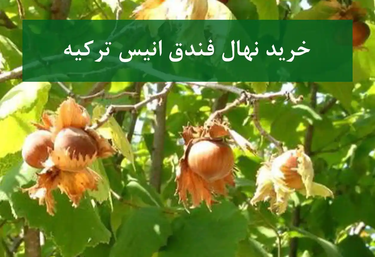 خرید نهال فندق انیس ترکیه + نهال سالم و پربار