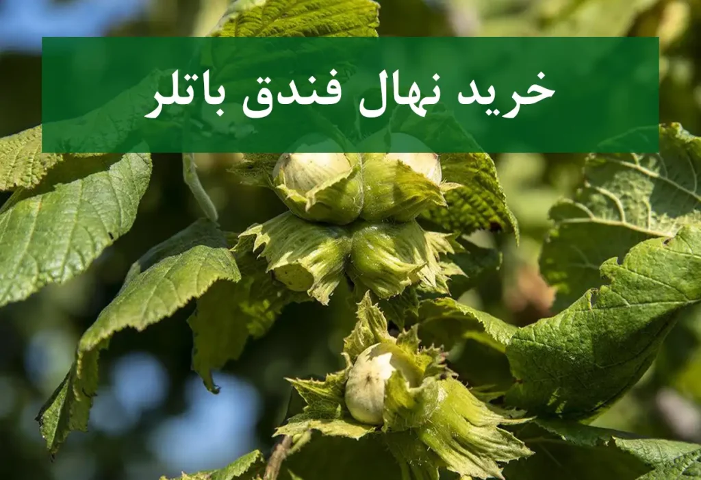 خرید نهال فندق باتلر + نهال سالم و پربار