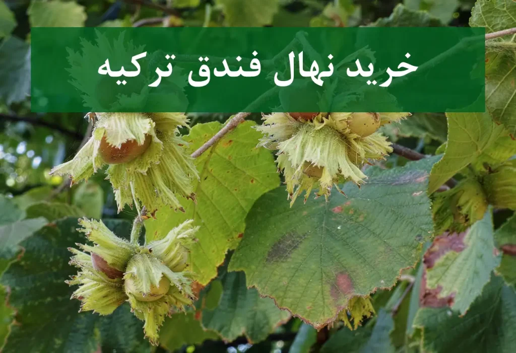 خرید نهال فندق ترکیه + نهال سالم و پربار