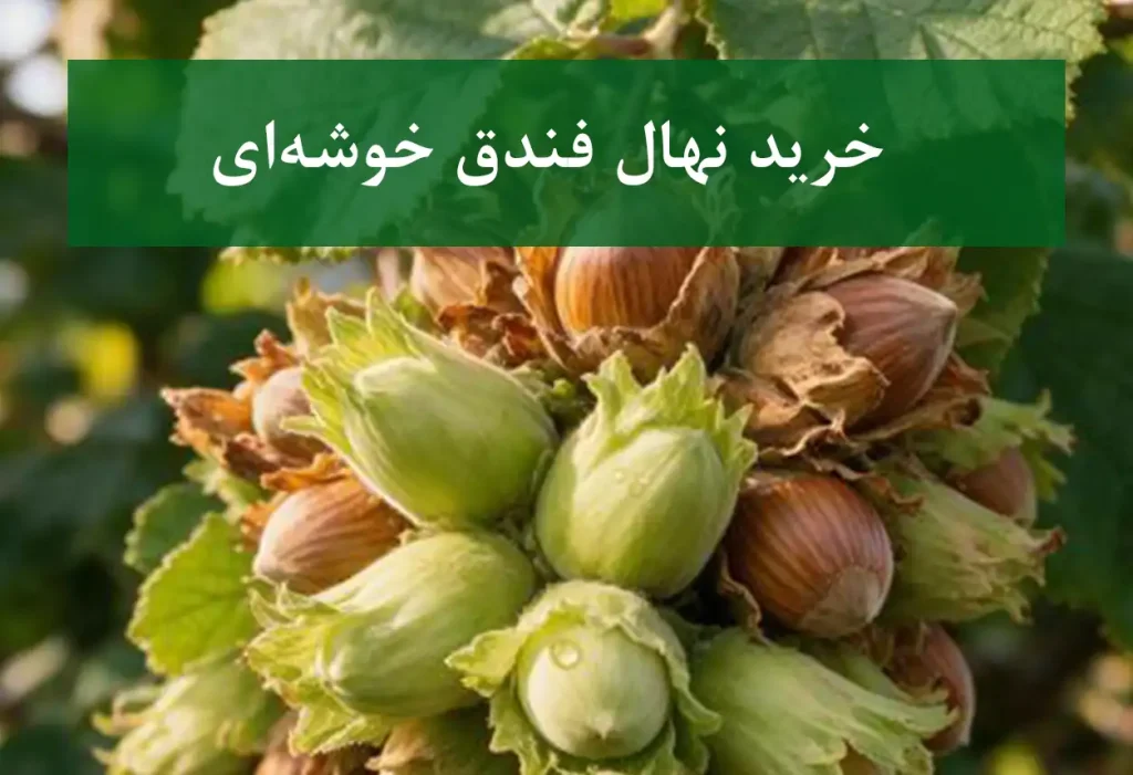 خرید نهال فندق خوشه‌ای + نهال سالم و پربار