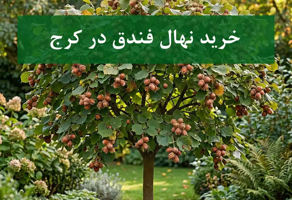 خرید نهال فندق در کرج + نهال شناسنامه‌دار و اصلاح شده