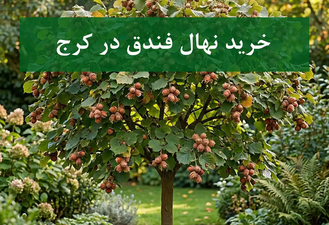 خرید نهال فندق در کرج + نهال شناسنامه‌دار و اصلاح شده