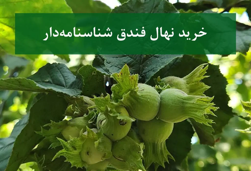 خرید نهال فندق شناسنامه دار + نهال سالم و باکیفیت