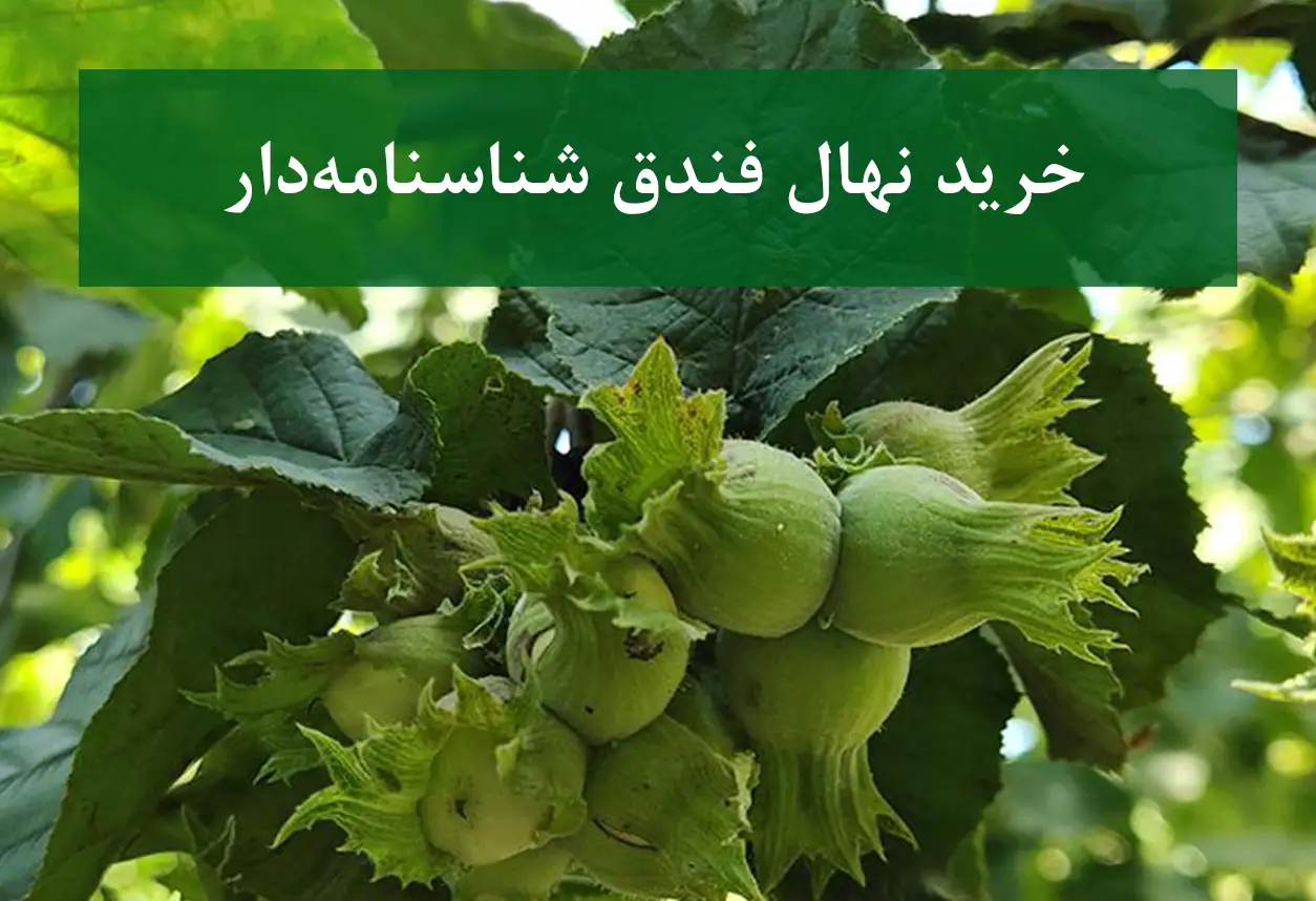 خرید نهال فندق شناسنامه دار + نهال سالم و باکیفیت