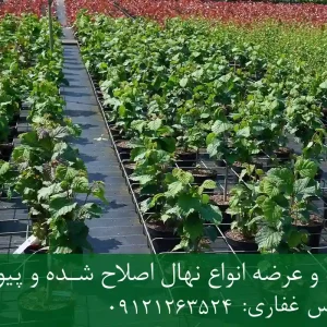 خرید نهال فندق شناسنامه دار گلدانی + نهال سالم و پربار