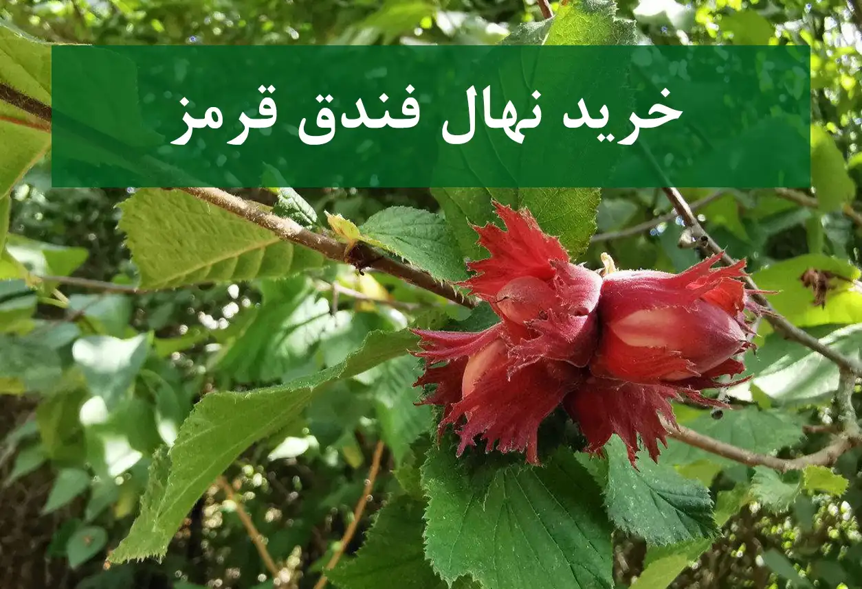 خرید نهال فندق قرمز + نهال سالم و پربار