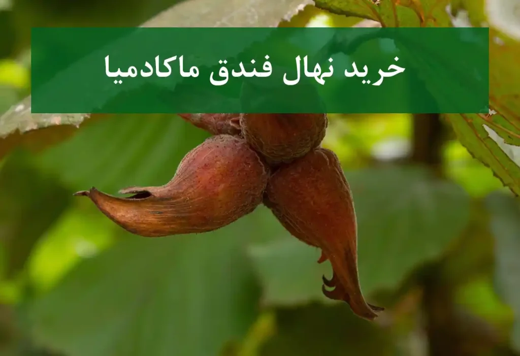 خرید نهال فندق ماکادمیا + نهال سالم و پربار