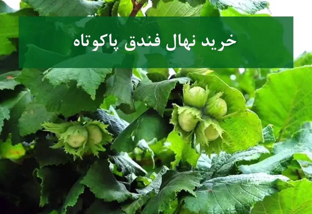 خرید نهال فندق پاکوتاه + نهال سالم و پربار