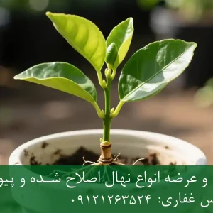 خرید نهال لیموترش اصلاح شده گلدانی + نهال سالم و پربار