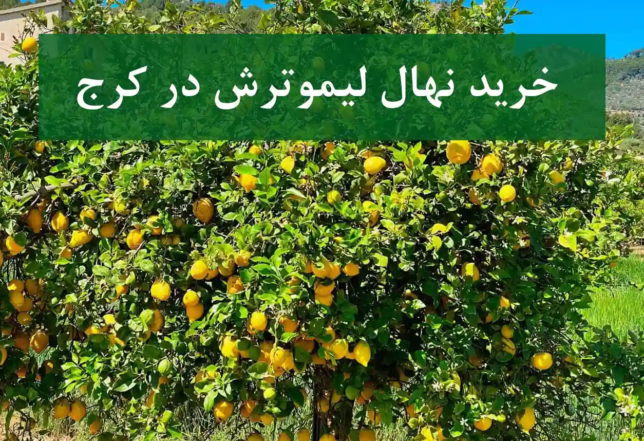 خرید نهال لیموترش در کرج + نهال شناسنامه‌دار و اصلاح شده