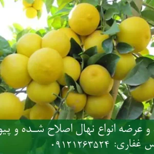 خرید نهال لیموشیرین اصلاح شده + نهال سالم و پربار