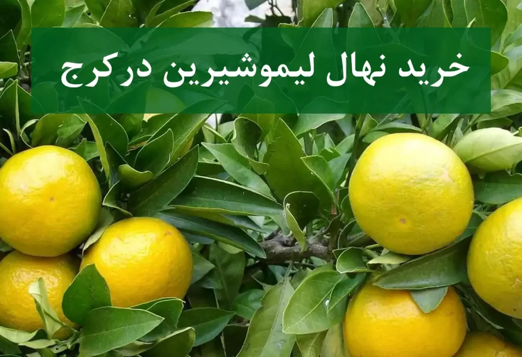 خرید نهال لیموشیرین در کرج + نهال شناسنامه‌دار و اصلاح شده