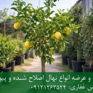خرید نهال لیموشیرین شناسنامه دار گلدانی + نهال سالم و پربار