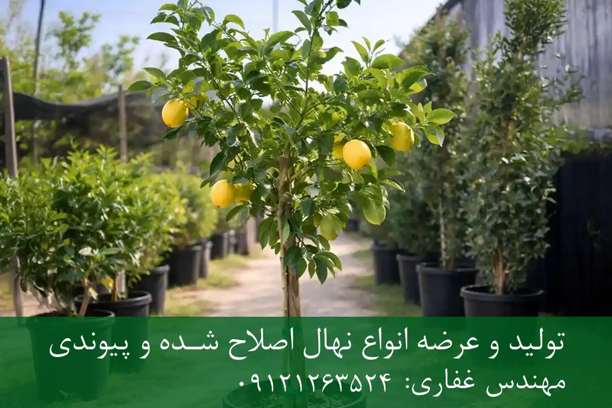 خرید نهال لیموشیرین شناسنامه دار گلدانی + نهال سالم و پربار خرید نهال لیموشیرین شناسنامه دار گلدانی + نهال سالم و پربار