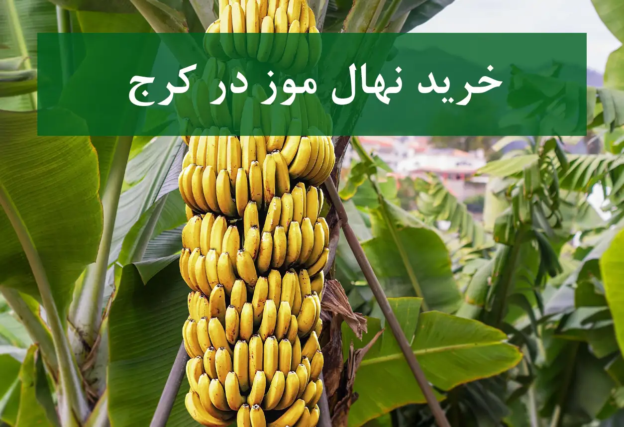 خرید نهال موز در کرج + نهال شناسنامه‌دار و اصلاح شده