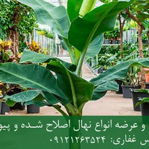 خرید نهال موز زودبازده گلدانی + نهال سالم و پربار
