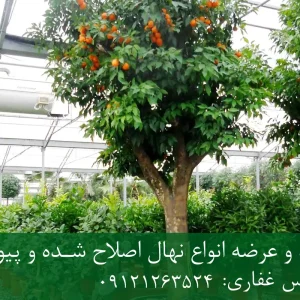 خرید نهال نارنج دیرگل گلدانی + نهال سالم و پربار