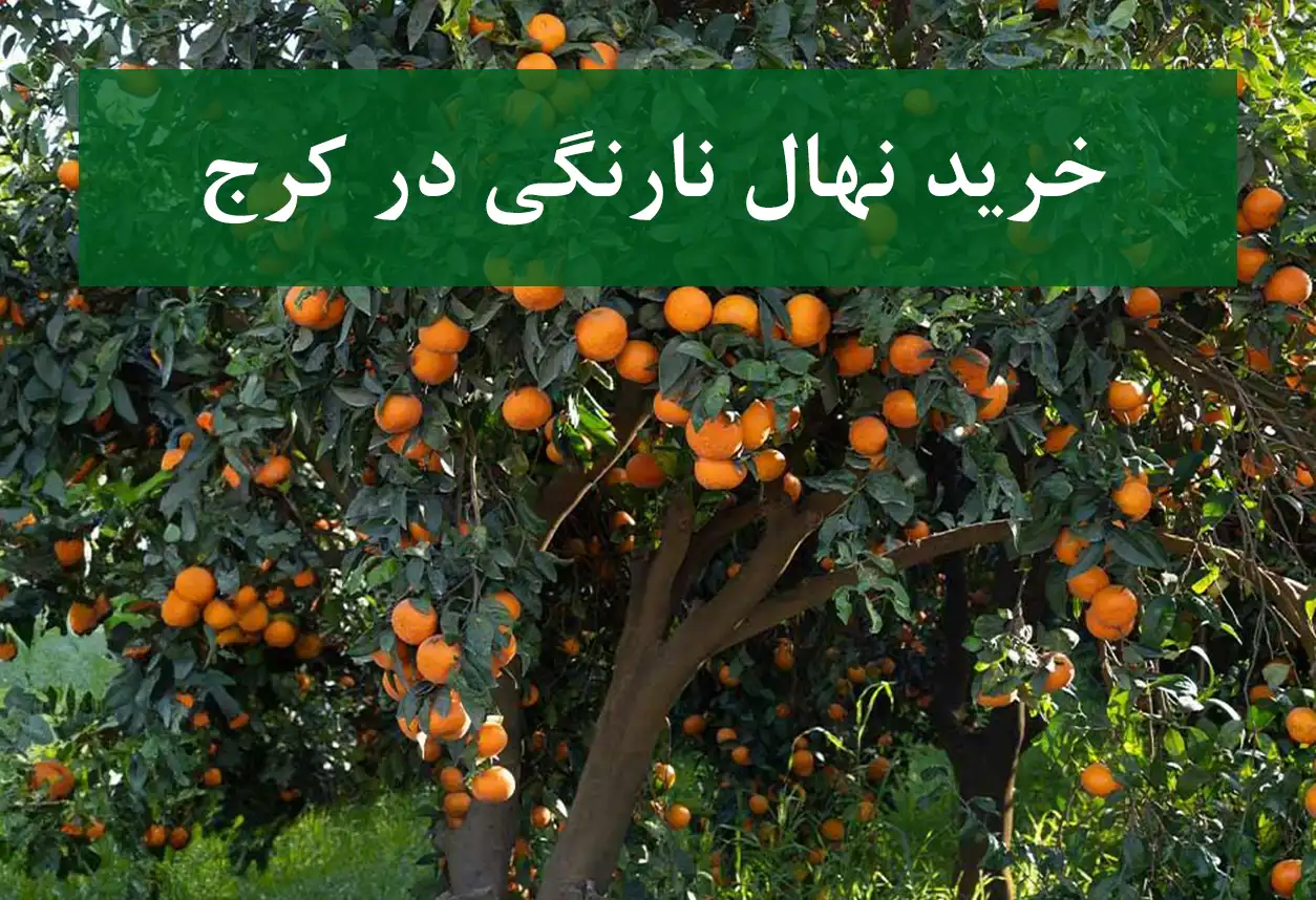 خرید نهال نارنگی در کرج + نهال شناسنامه‌دار و اصلاح شده