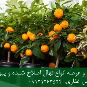 خرید نهال نارنگی پاکوتاه گلدانی + نهال سالم و پربار