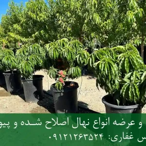 خرید نهال هلو پاکوتاه گلدانی + نهال سالم و پربار