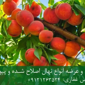 خرید نهال هلو پیوندی + نهال سالم و پربار