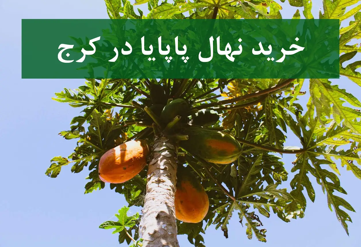 خرید نهال پاپایا در کرج + نهال شناسنامه‌دار و اصلاح شده