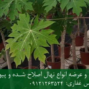 خرید نهال پاپایا دیرگل گلدانی + نهال سالم و باکیفیت
