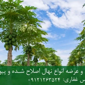 خرید نهال پاپایا شناسنامه دار + نهال سالم و پربار