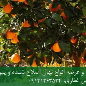 خرید نهال پرتقال اصلاح شده + نهال سالم و پربار