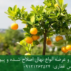 خرید نهال پرتقال زودبازده گلدانی + نهال سالم و پربار