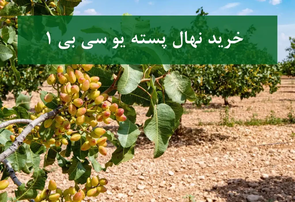 خرید نهال پسته UCB1 + نهال سالم و پربار