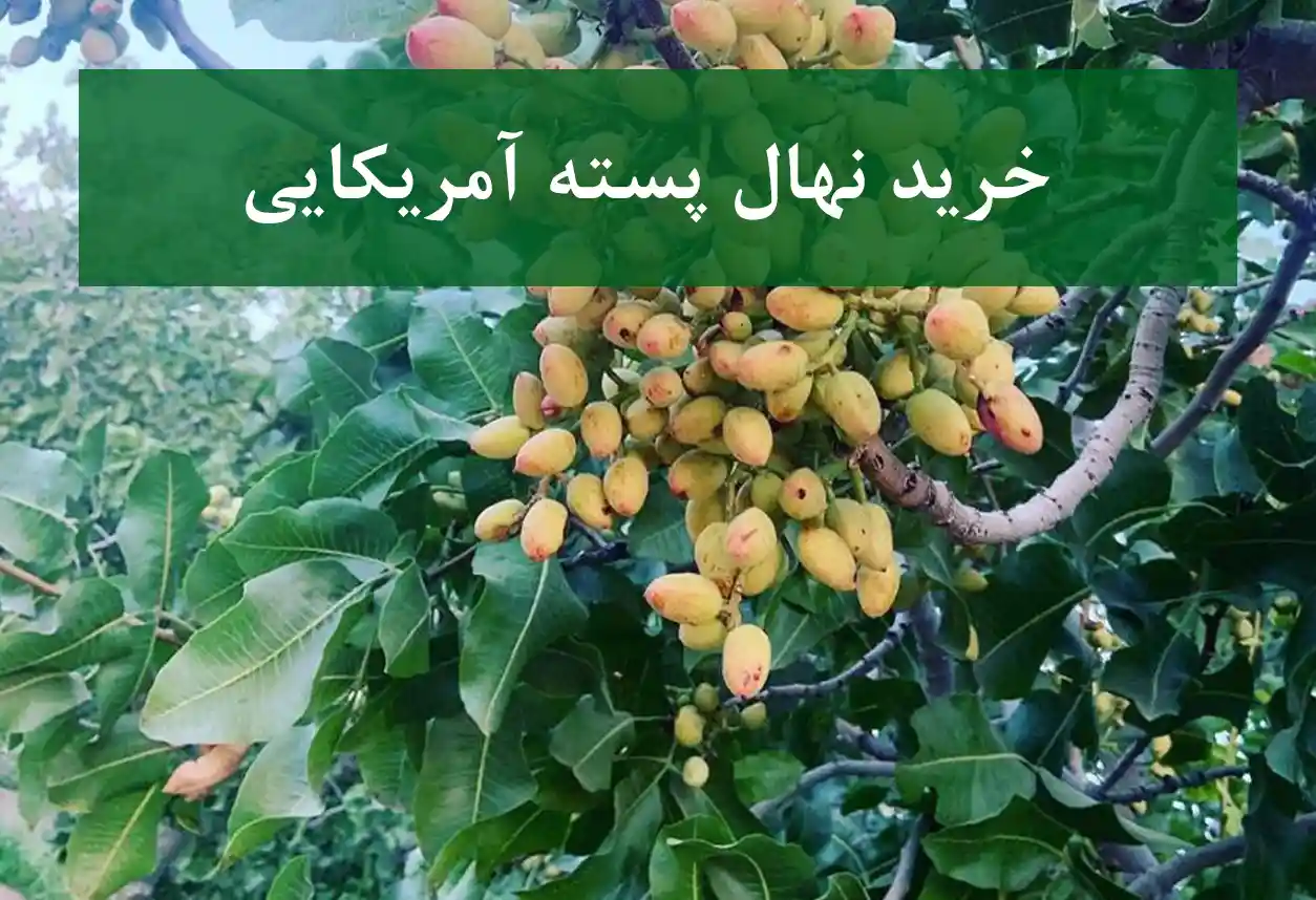 خرید نهال پسته آمریکایی + نهال سالم و پربار