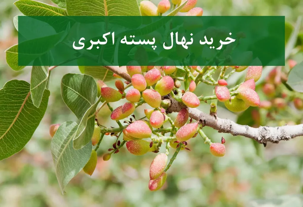 خرید نهال پسته اکبری + نهال سالم و پربار