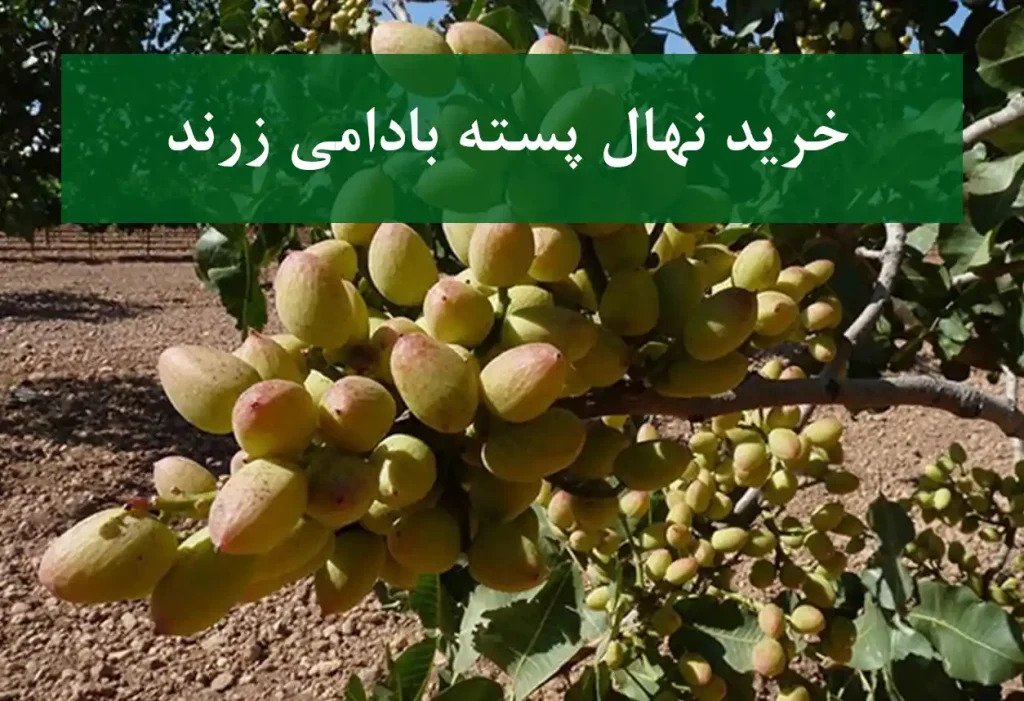 خرید نهال پسته بادامی زرند + نهال سالم و پربار