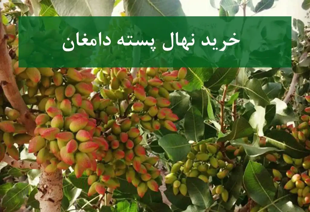 خرید نهال پسته دامغان + نهال سالم و پربار