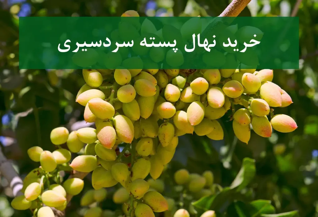 خرید نهال پسته سردسیری + نهال سالم و پربار