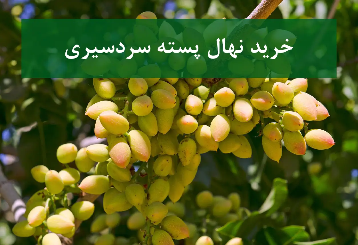 خرید نهال پسته سردسیری + نهال سالم و پربار