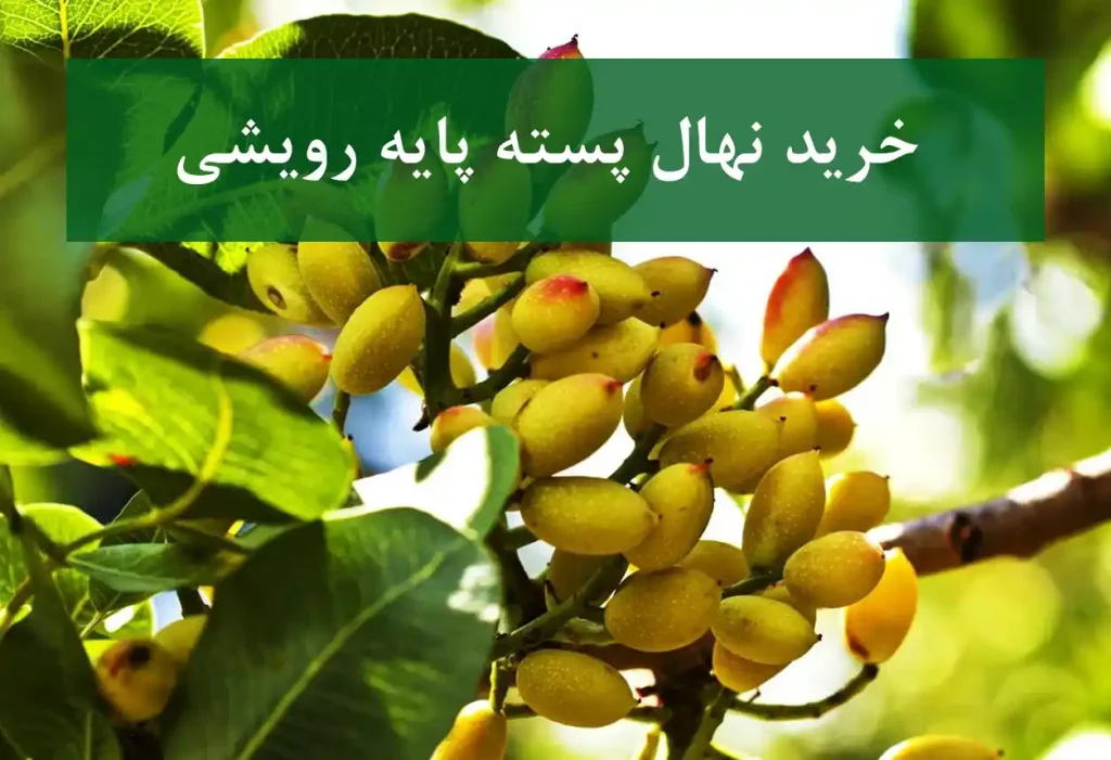 خرید نهال پسته پایه رویشی + نهال سالم و پربار