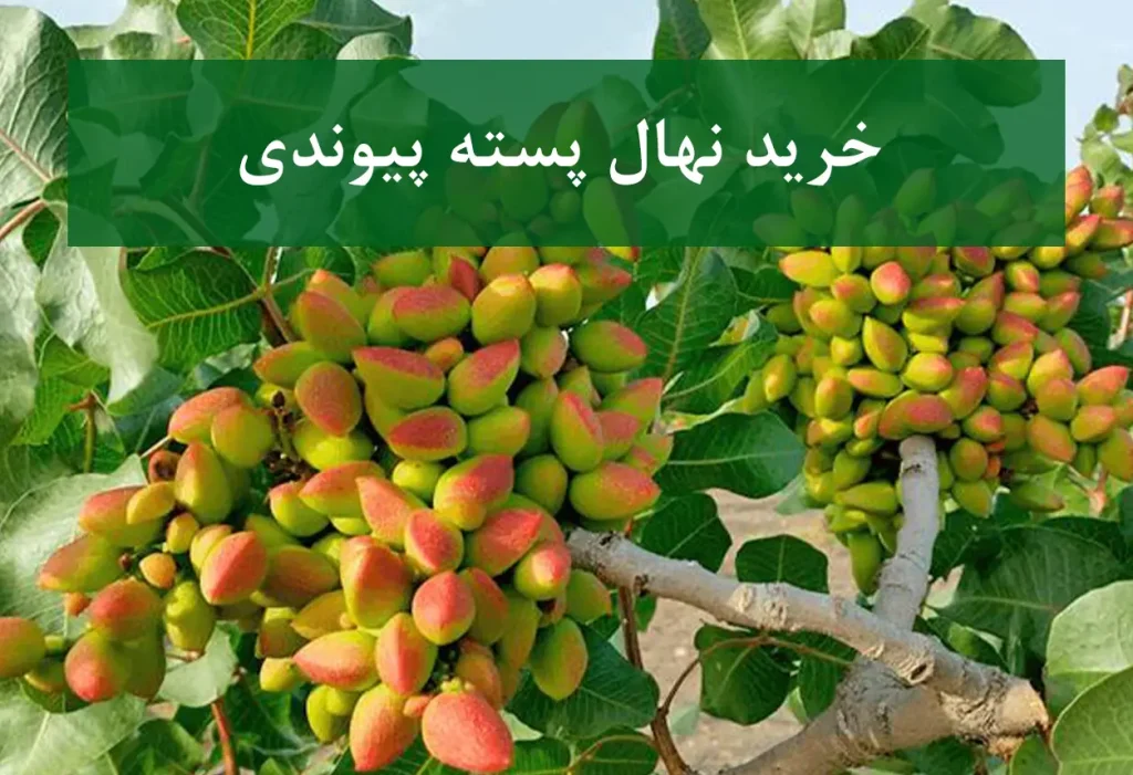 خرید نهال پسته پیوندی + نهال سالم و پربار