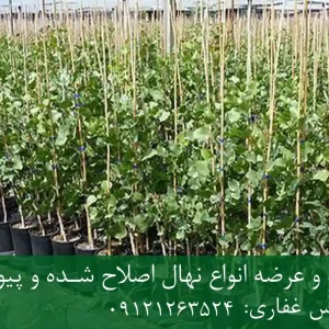 خرید نهال پسته پیوندی پاکوتاه گلدانی + نهال سالم و پربار