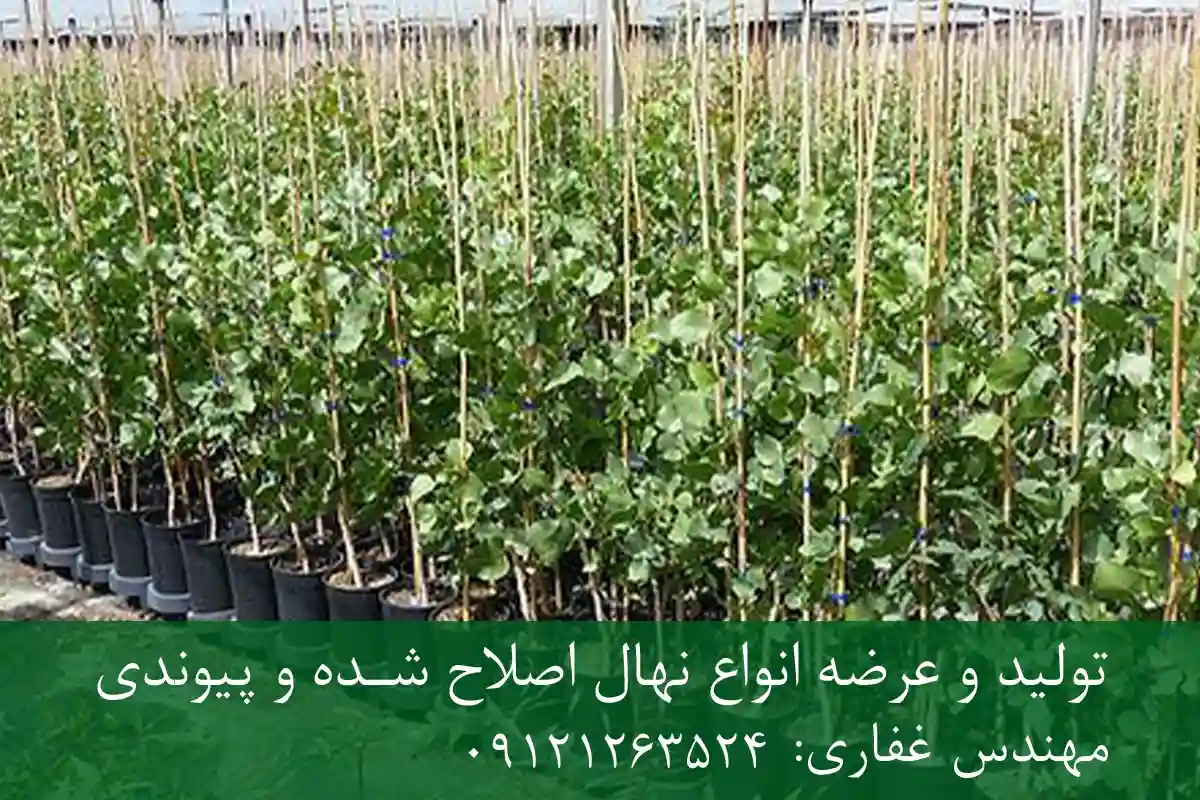 خرید نهال پسته پیوندی پاکوتاه گلدانی + نهال سالم و پربار خرید نهال پسته پیوندی پاکوتاه گلدانی + نهال سالم و پربار