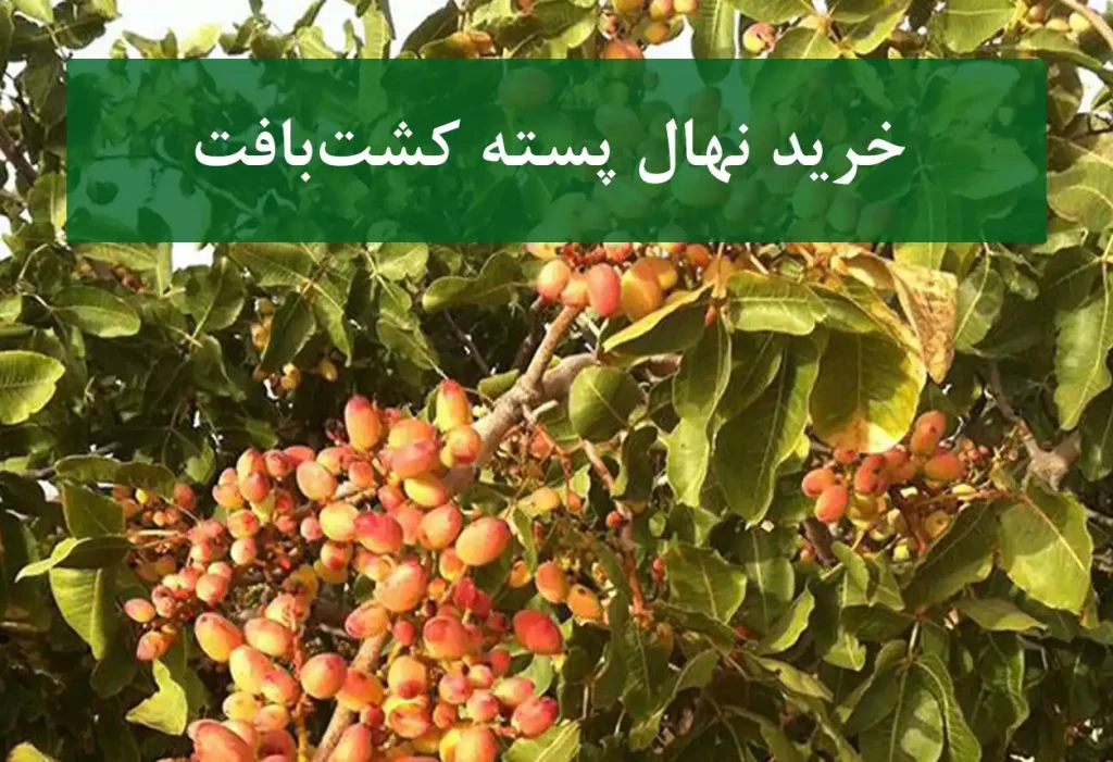 خرید نهال پسته کشت بافت + نهال سالم و پربار