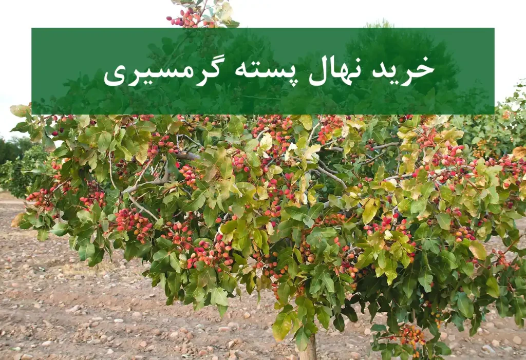 خرید نهال پسته گرمسیری + نهال سالم و پربار