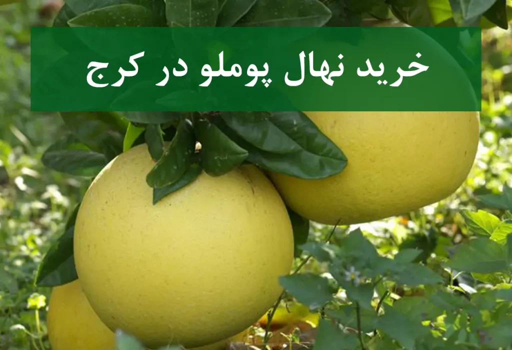 خرید نهال پوملو در کرج + نهال شناسنامه‌دار و اصلاح شده