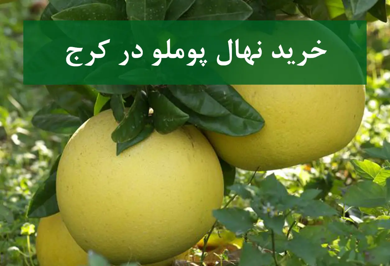 خرید نهال پوملو در کرج + نهال شناسنامه‌دار و اصلاح شده