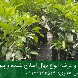 خرید نهال پوملو دیرگل گلدانی + نهال سالم و پربار