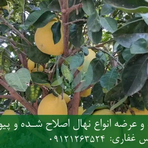 خرید نهال پوملو پاکوتاه + نهال سالم و پربار